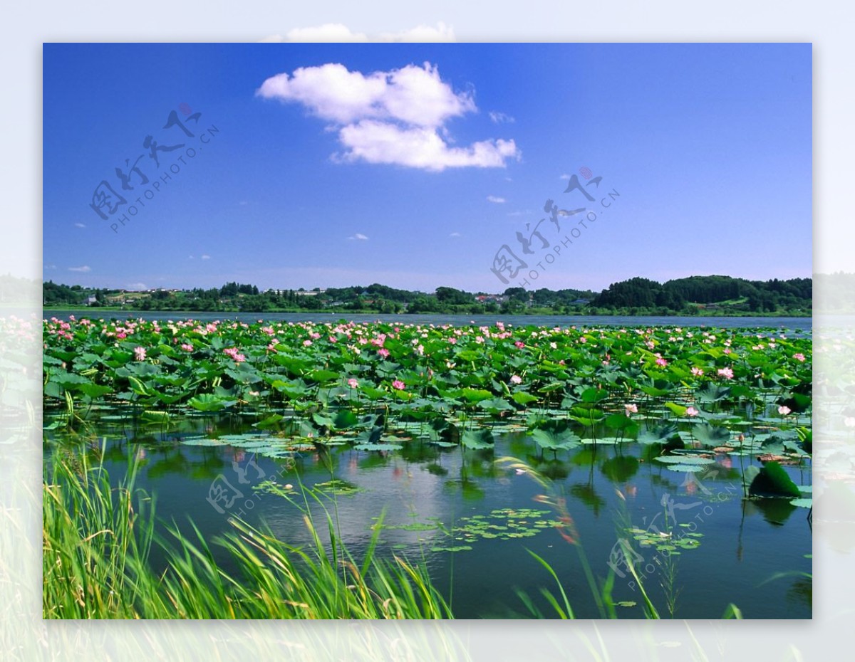 荷塘景色图片