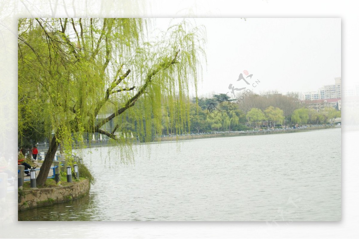 湖水柳树图片