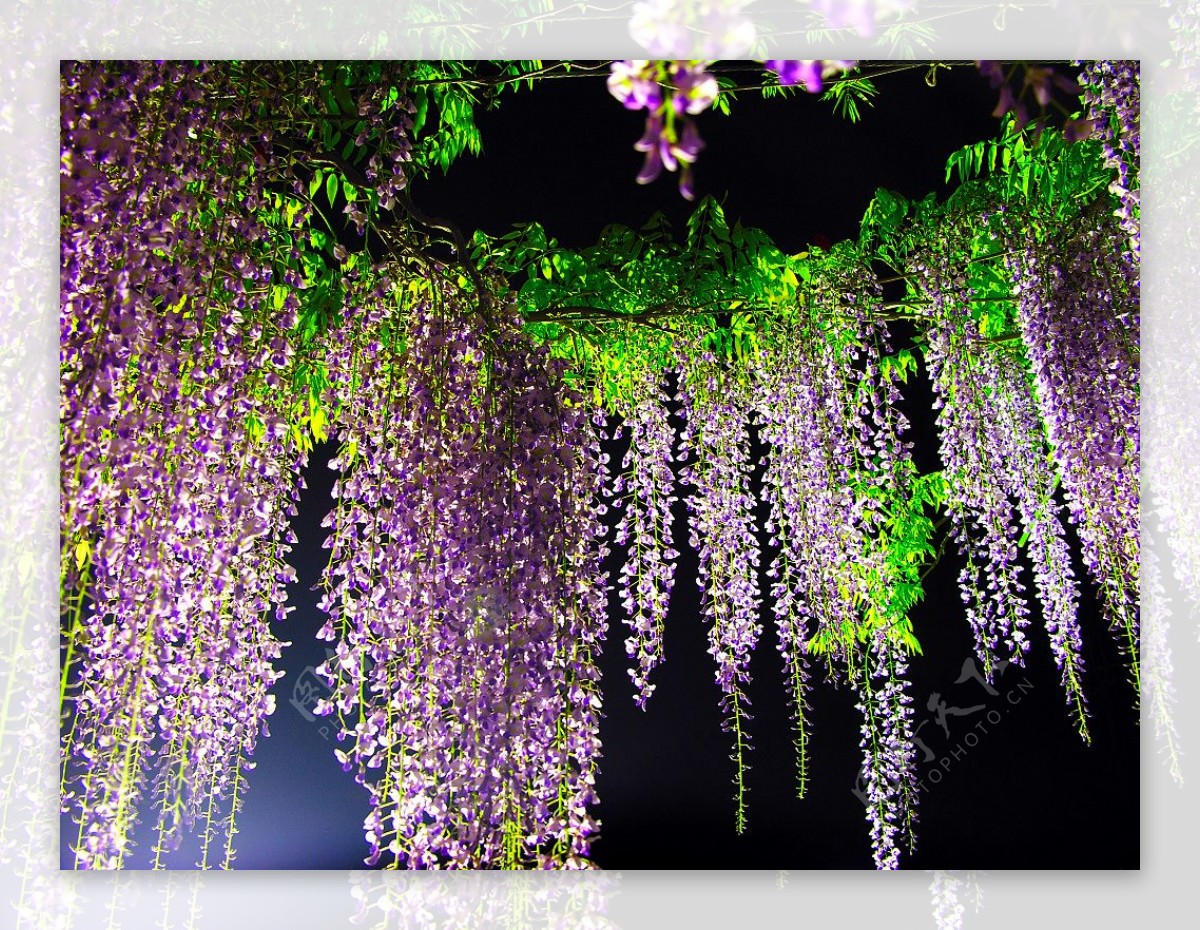 紫藤图片_风景花卉的紫藤图片大全 - 花卉网
