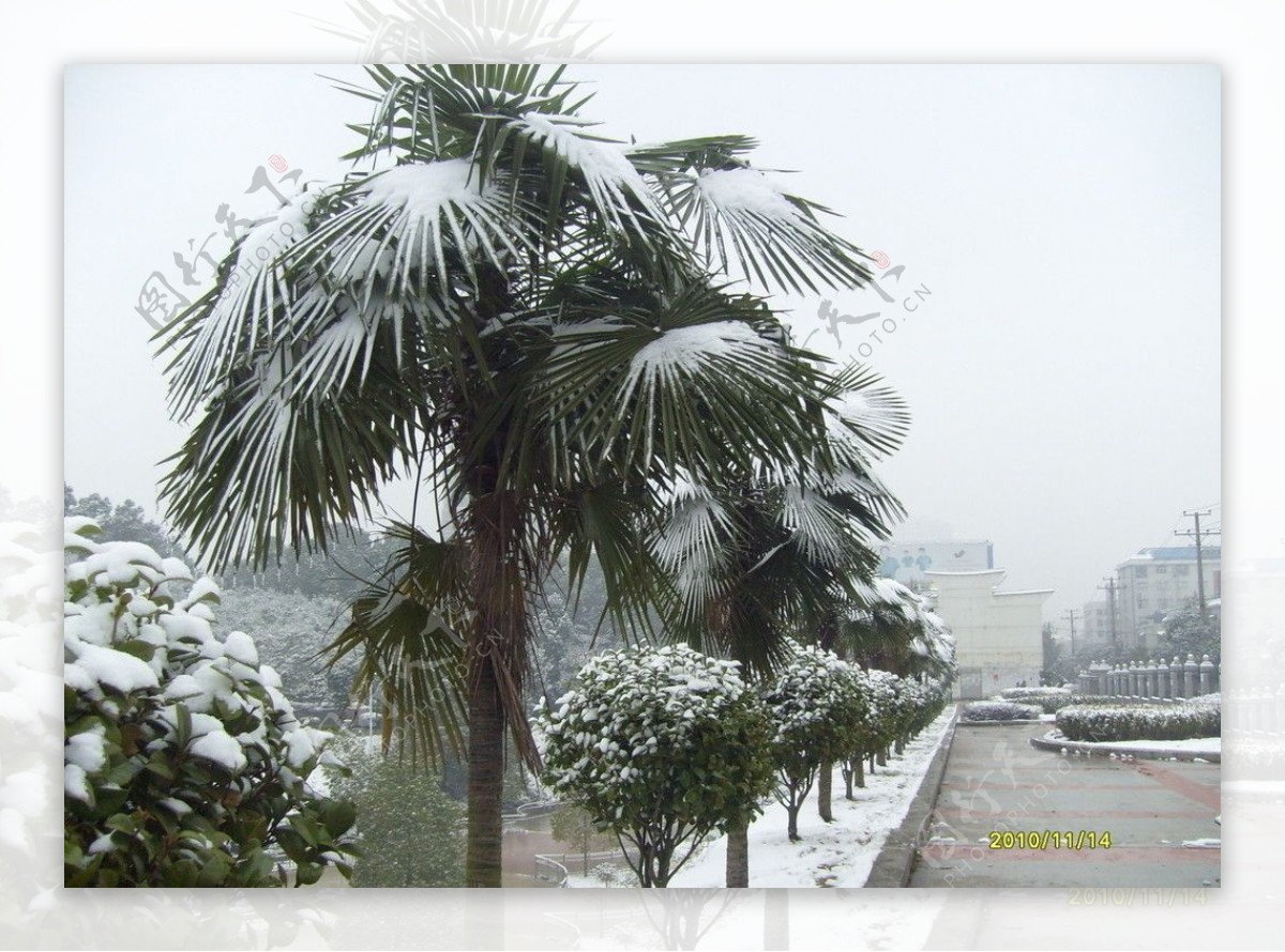 雪景棕榈树图片