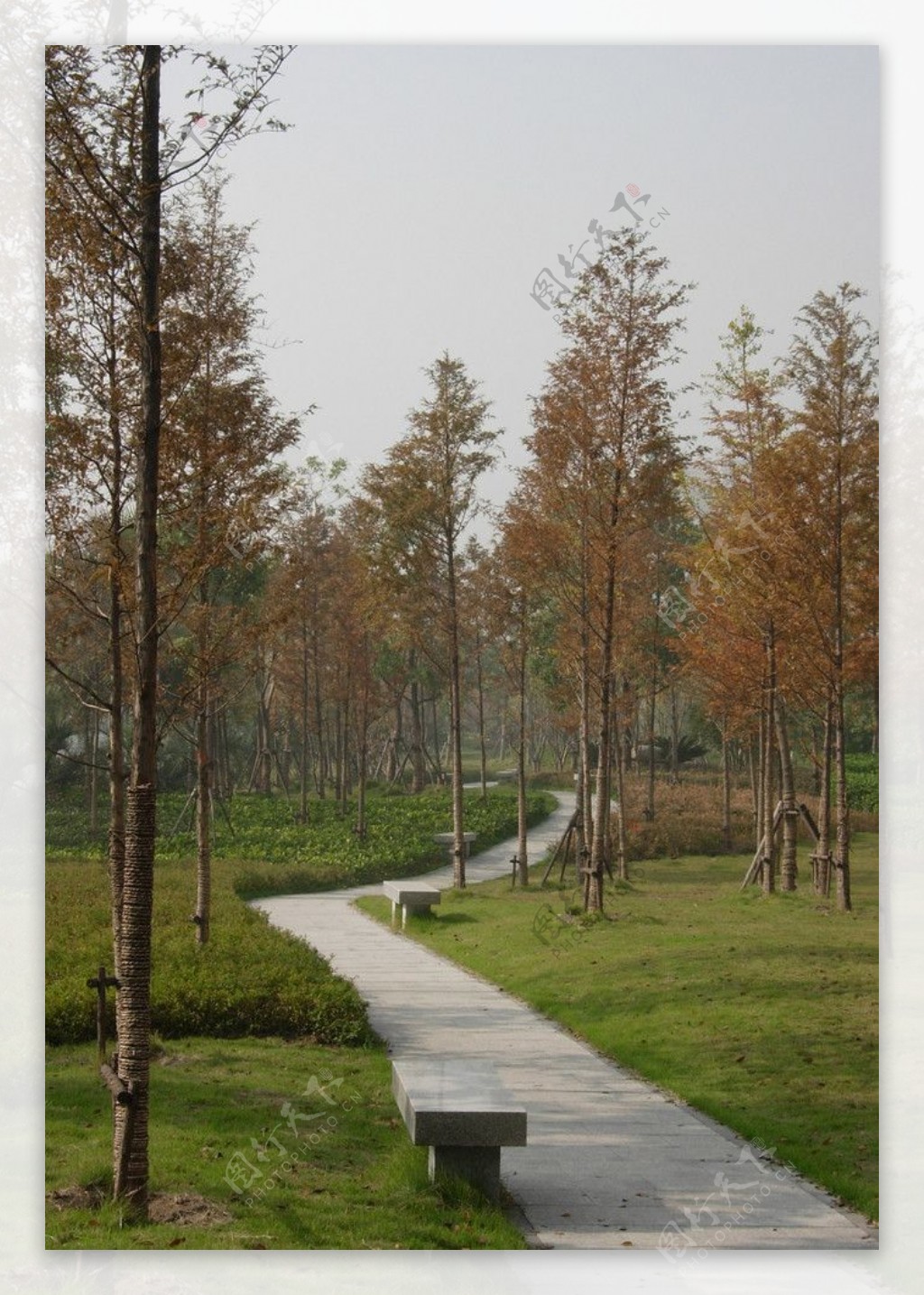 2009道路绿化银奖之江路侧道景观照片图片