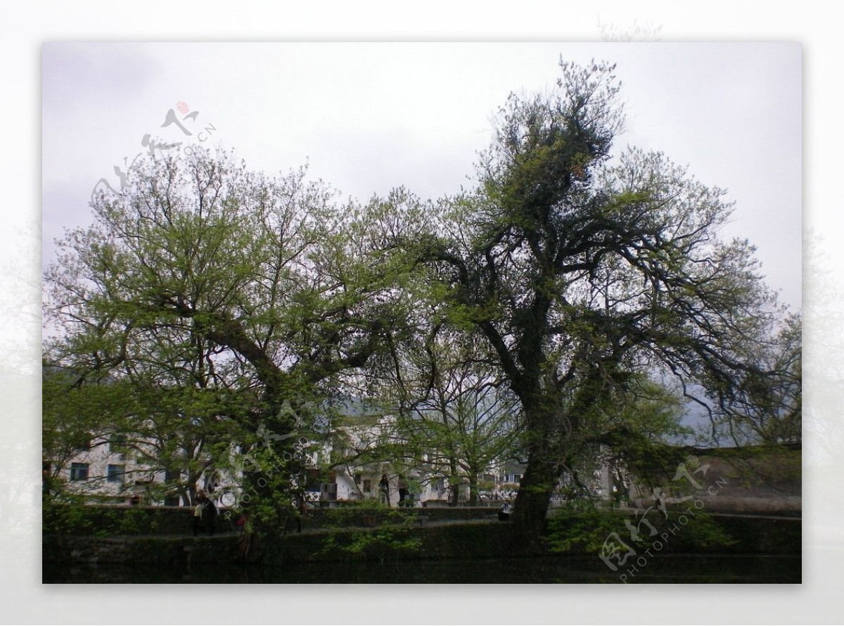 宏村老树图片