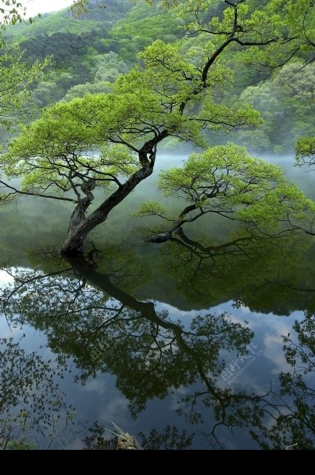 湖泊中的树图片