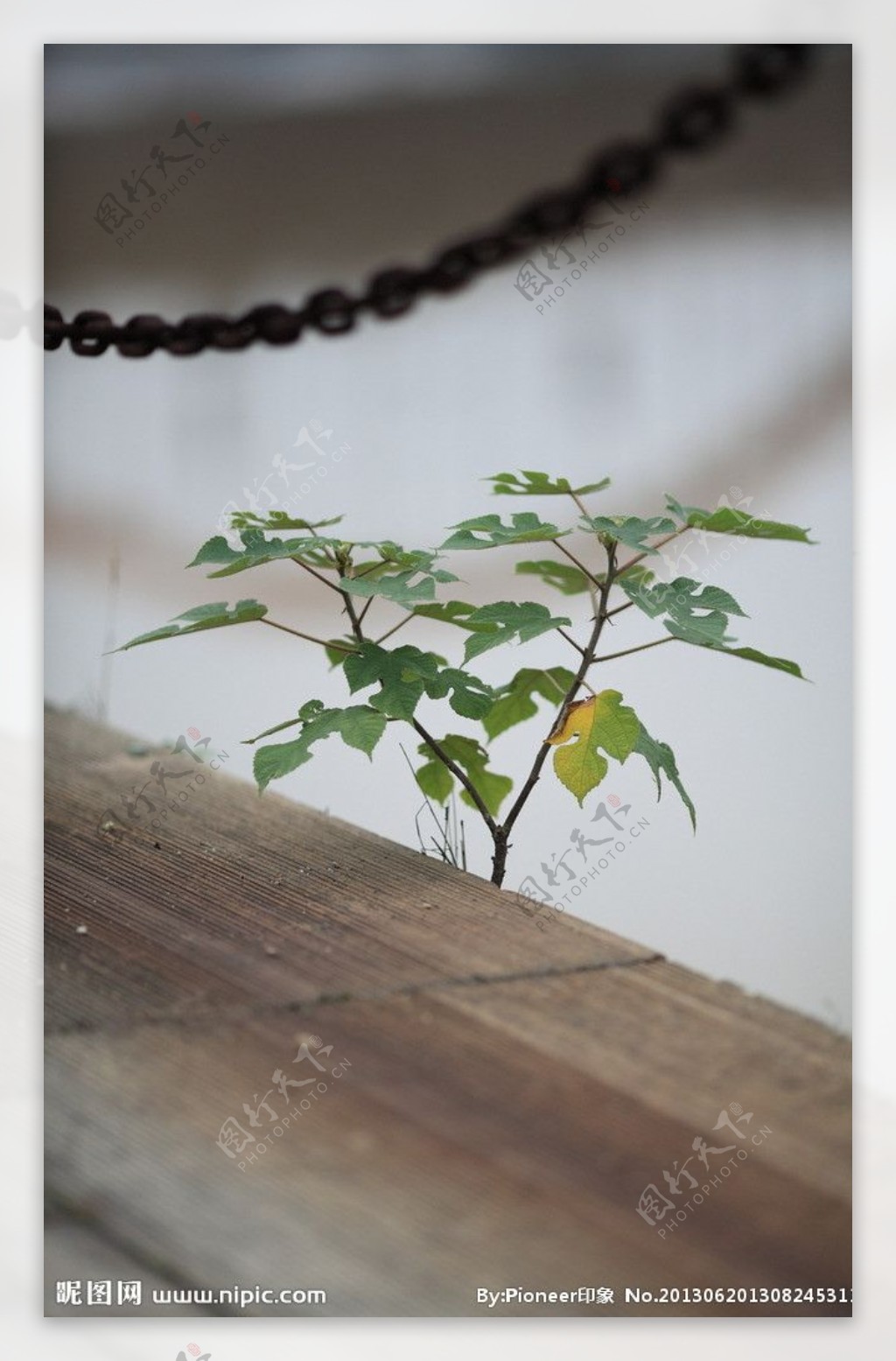 植物特写图片