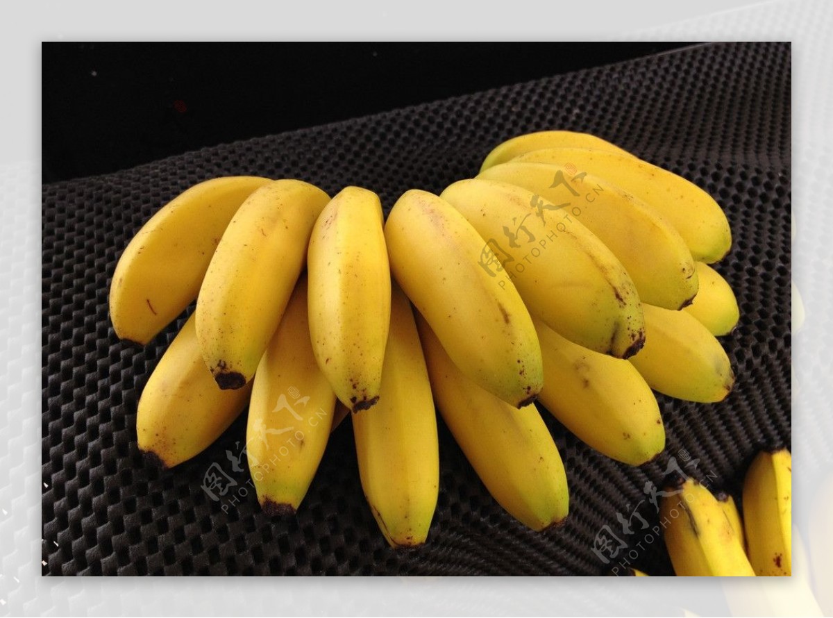 香蕉皇帝蕉图片