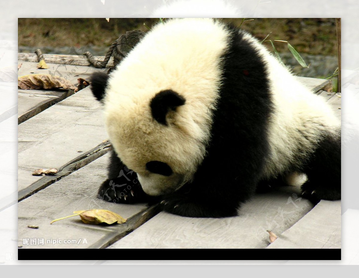 熊猫晶晶图片素材-编号13630997-图行天下
