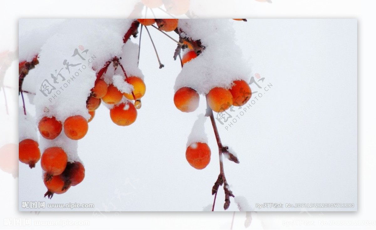 雪景红果图片