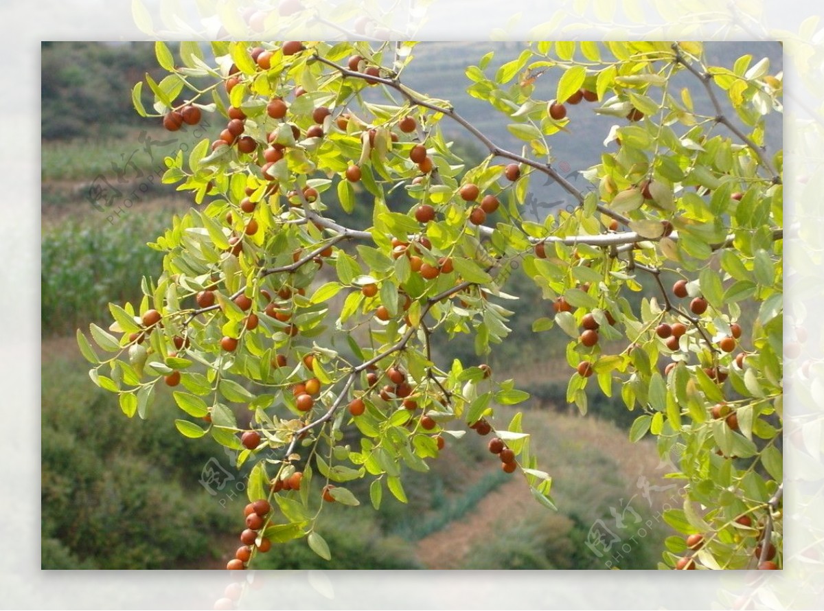 酸枣-北方园林植物图鉴及应用-图片