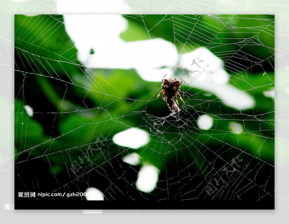 寂静的蜘蛛网图片