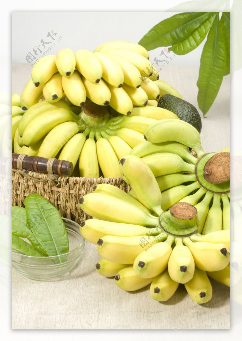 黄帝蕉图片