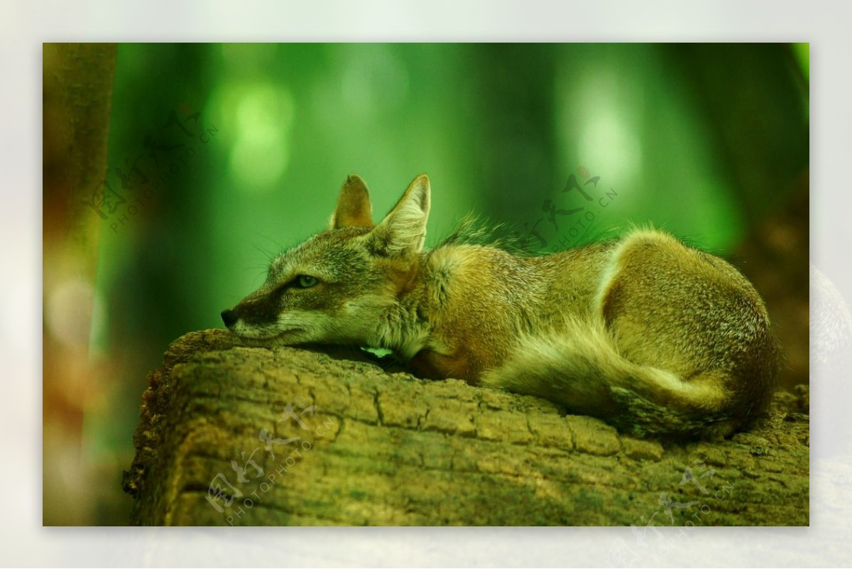 沙狐 Vulpes corsac - 专题库 - 国家动物标本资源共享平台