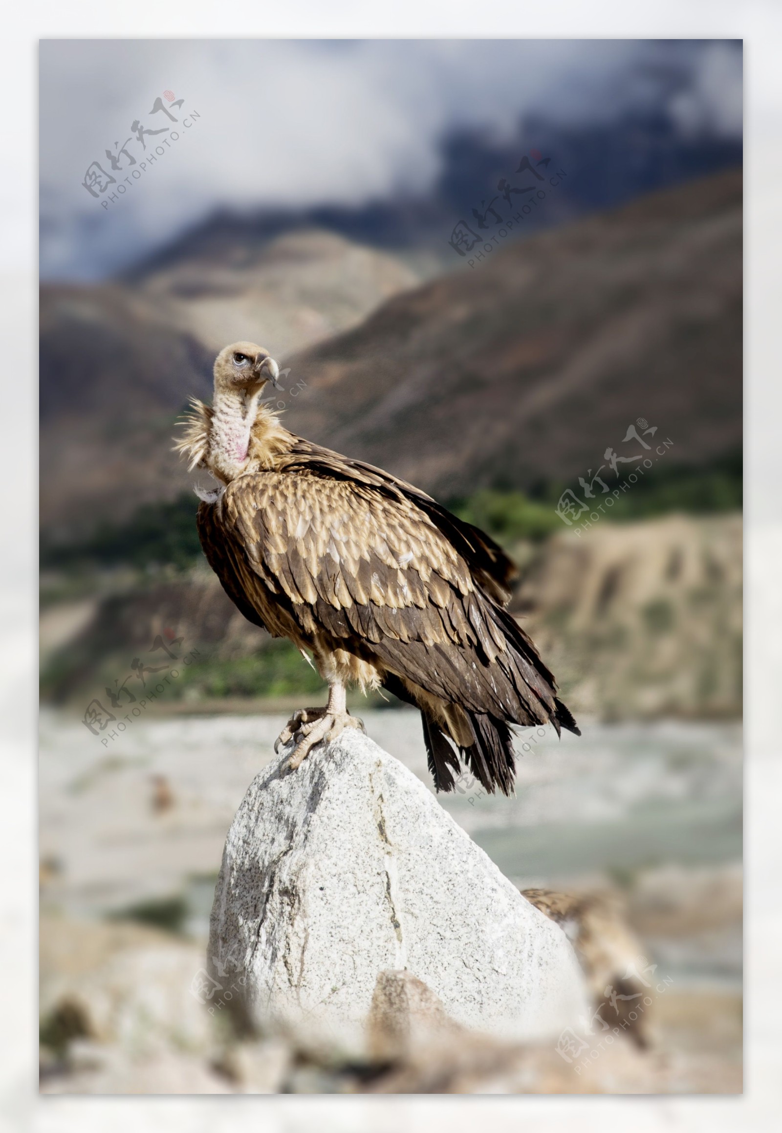 秃鹫西藏秃鹫图片