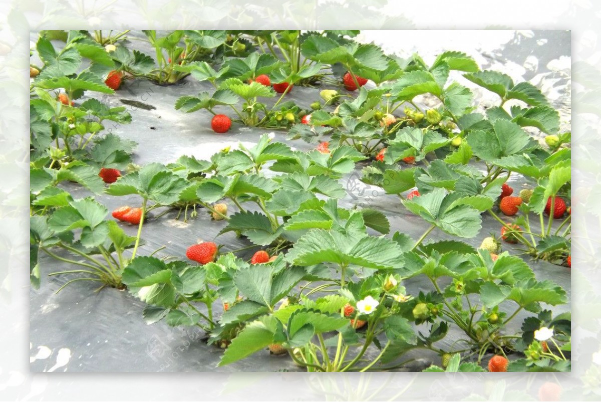 草莓草莓园图片