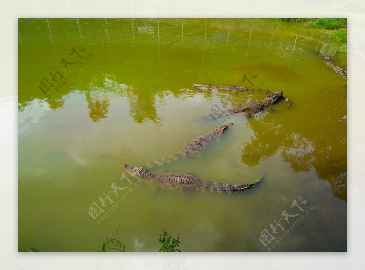 鳄鱼池图片