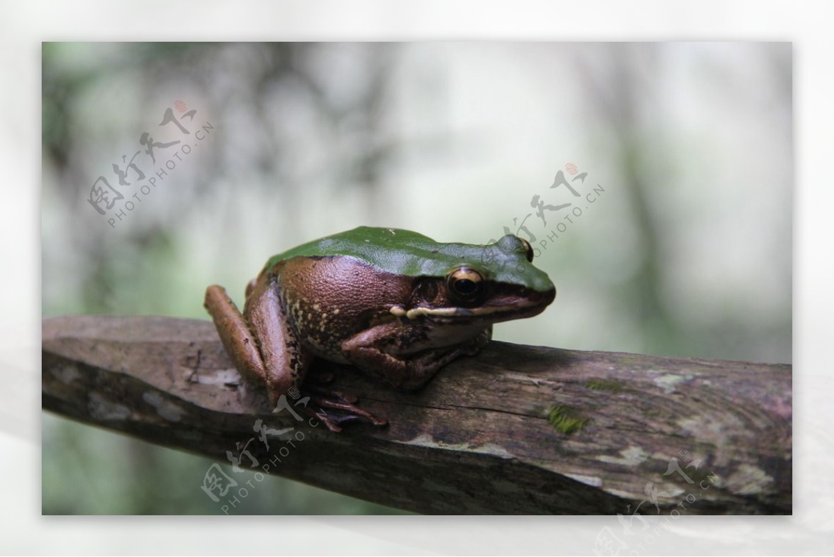树蛙图片