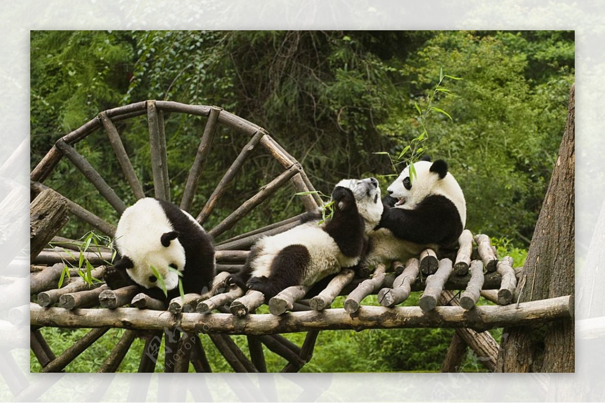 物园熊猫木桥可爱图片