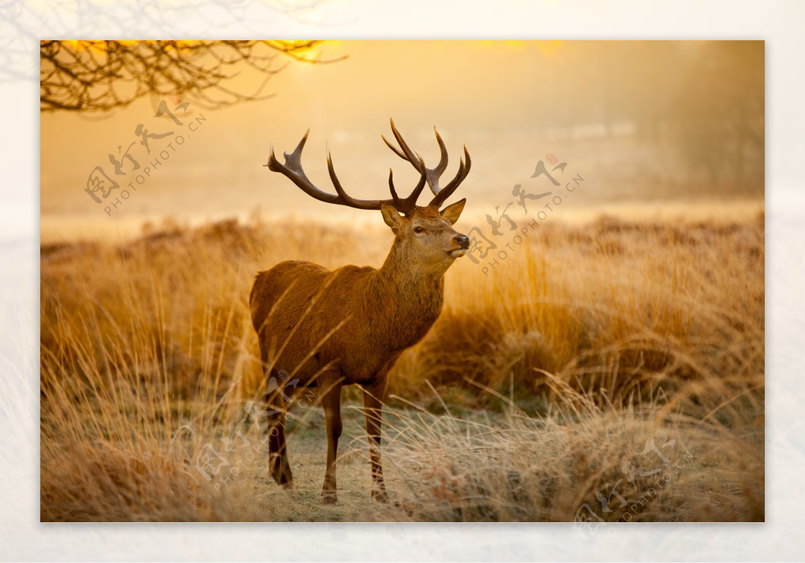 沐浴在晨光中的小鹿图片