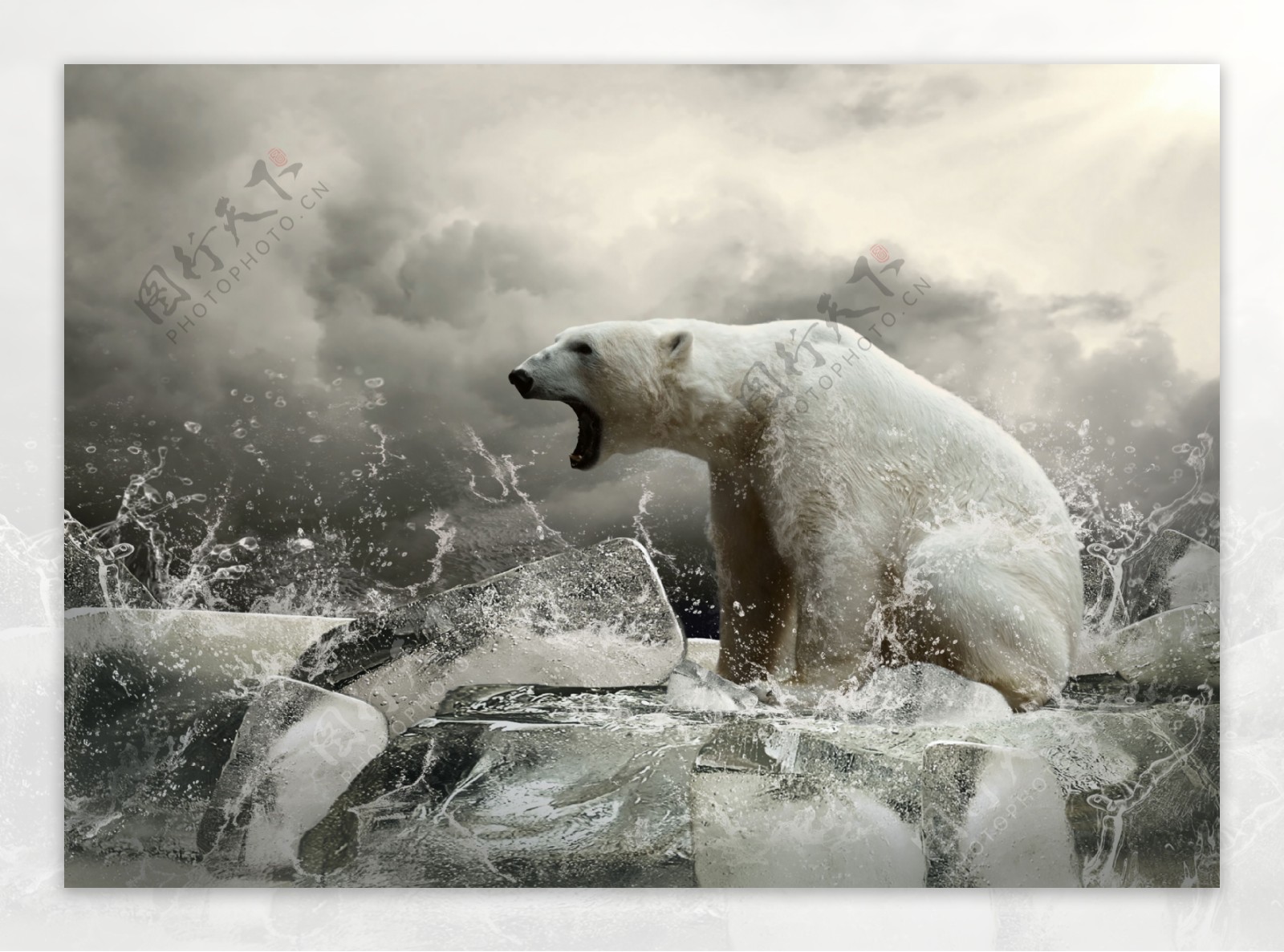 创意冰块上怒吼的北极图片