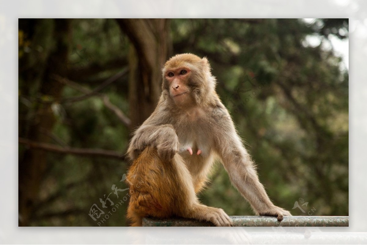黔灵公园的猴子图片