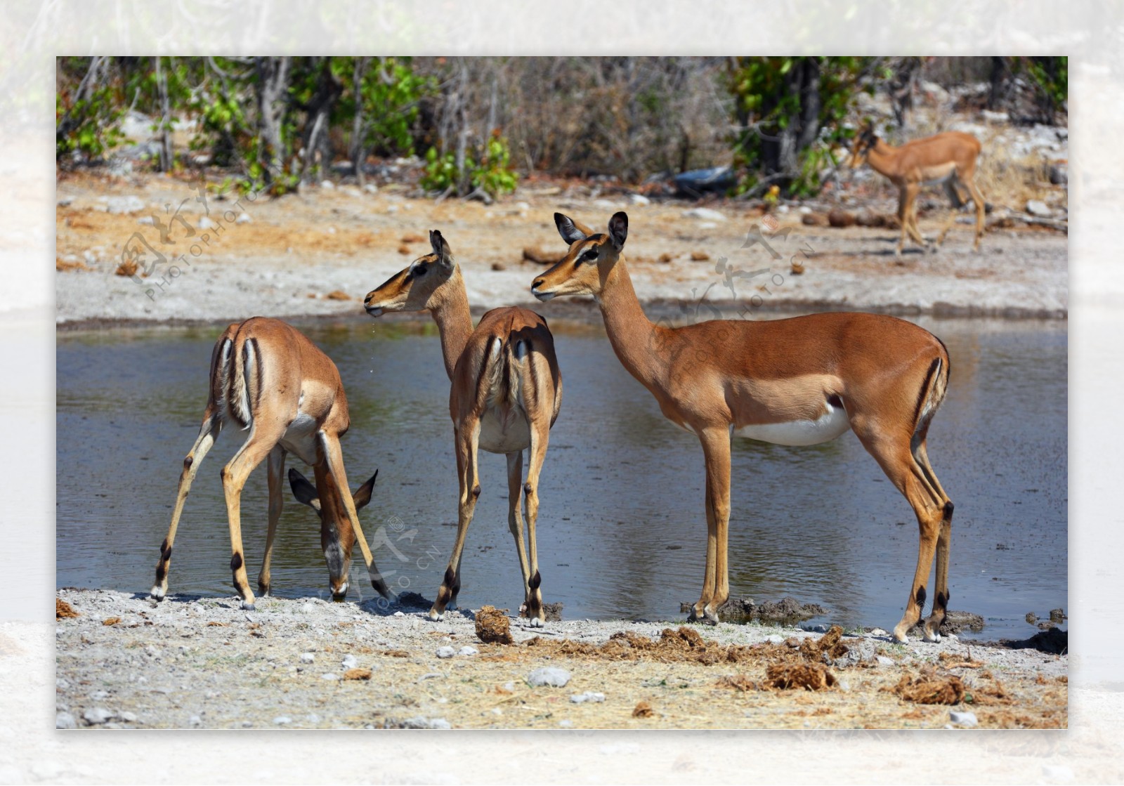 水塘边三只母鹿图片