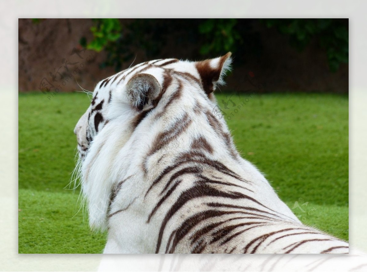 秦皇岛野生动物园白虎图片