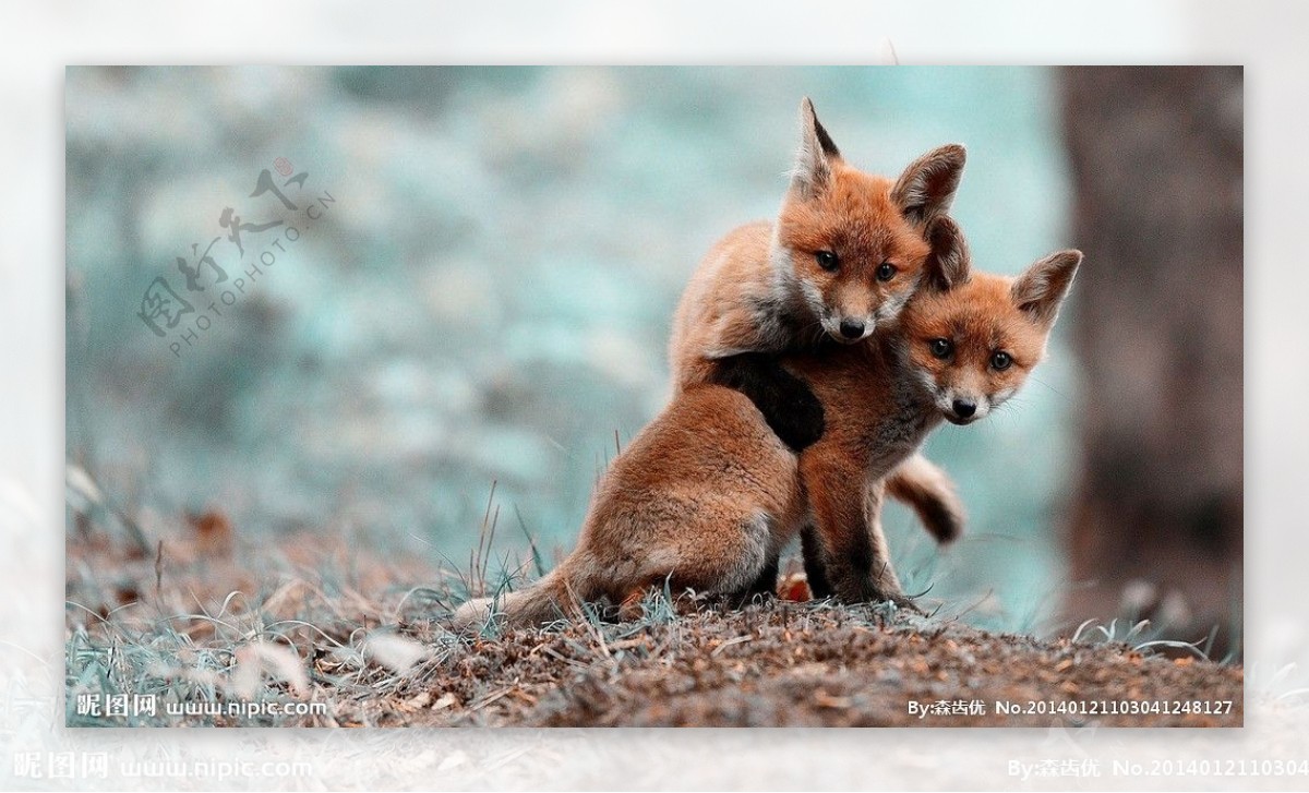 两只狐狸图片