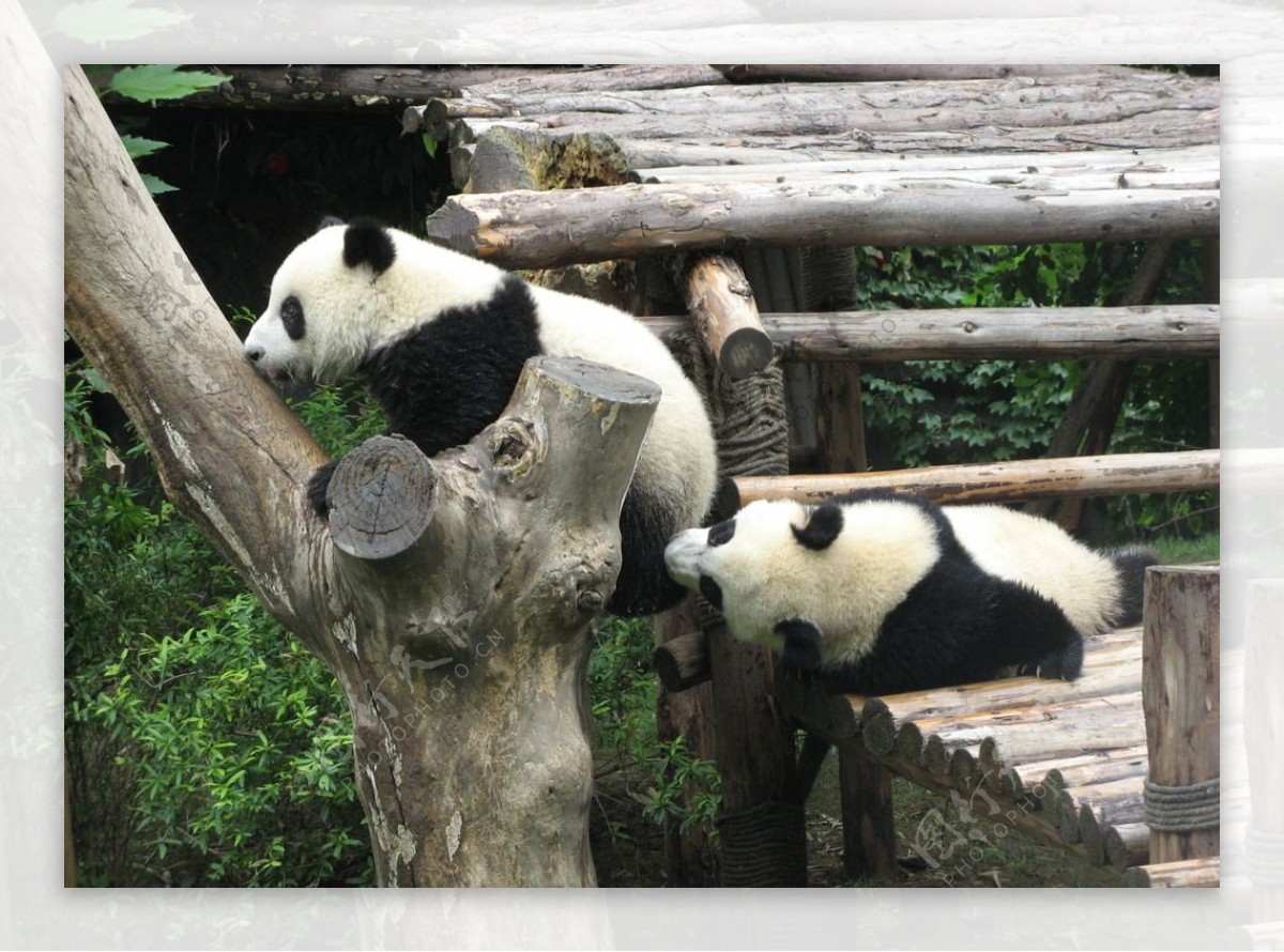 熊猫嬉闹图片