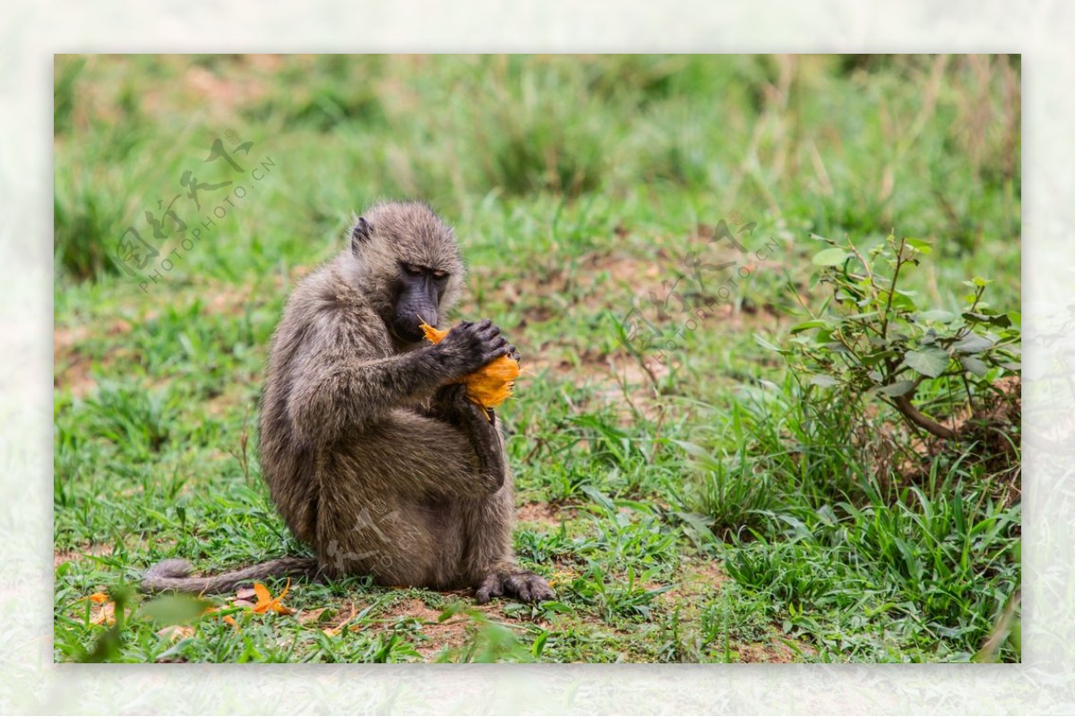 吃芒果的狒狒图片
