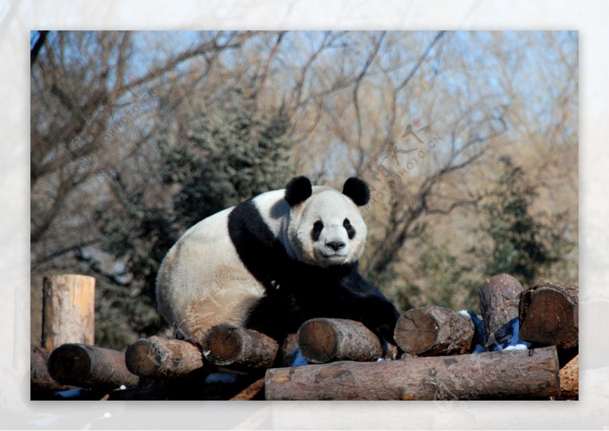 动物园里的大熊猫图片