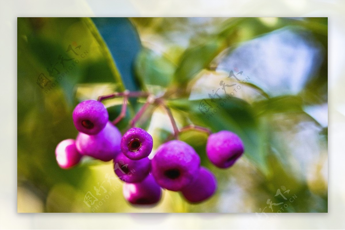 浆果水果紫色图片