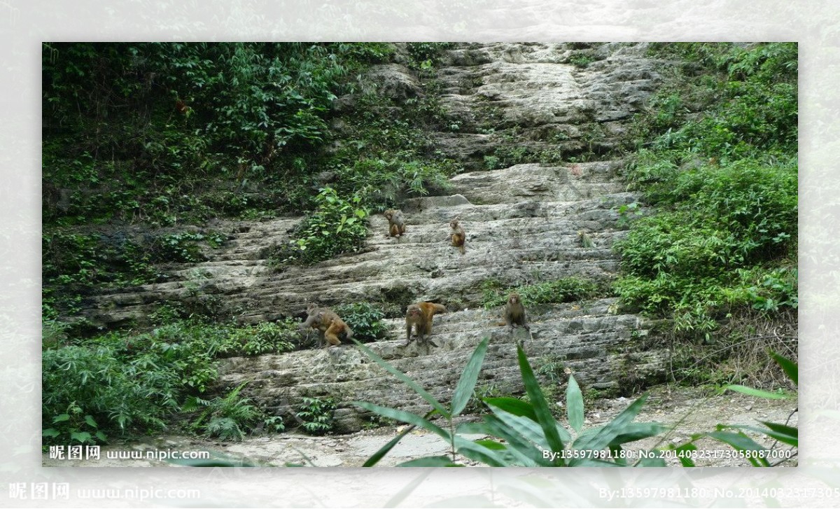 三峡猕猴图片