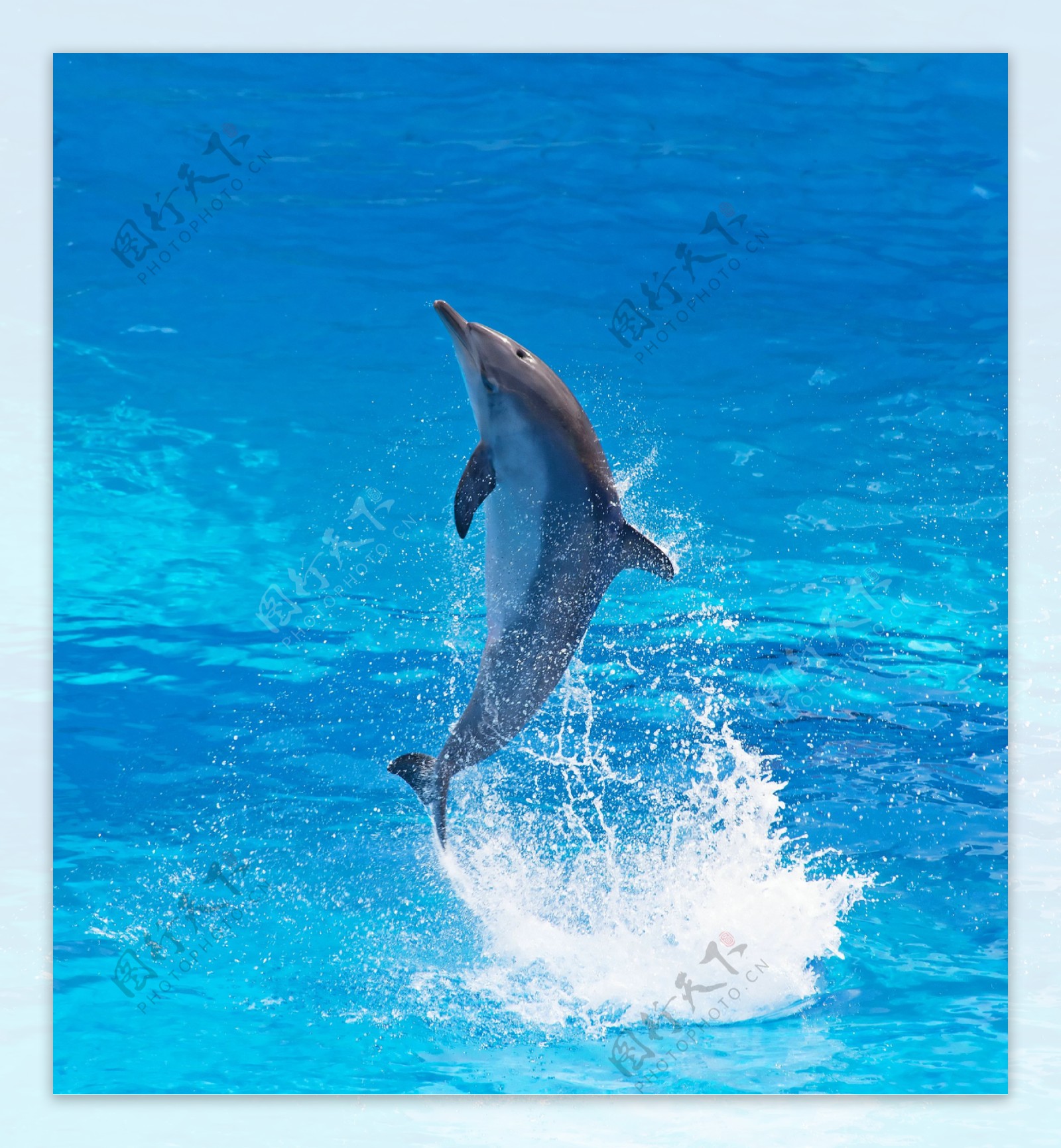 海洋动物海豚图片大全 - 25H.NET壁纸库