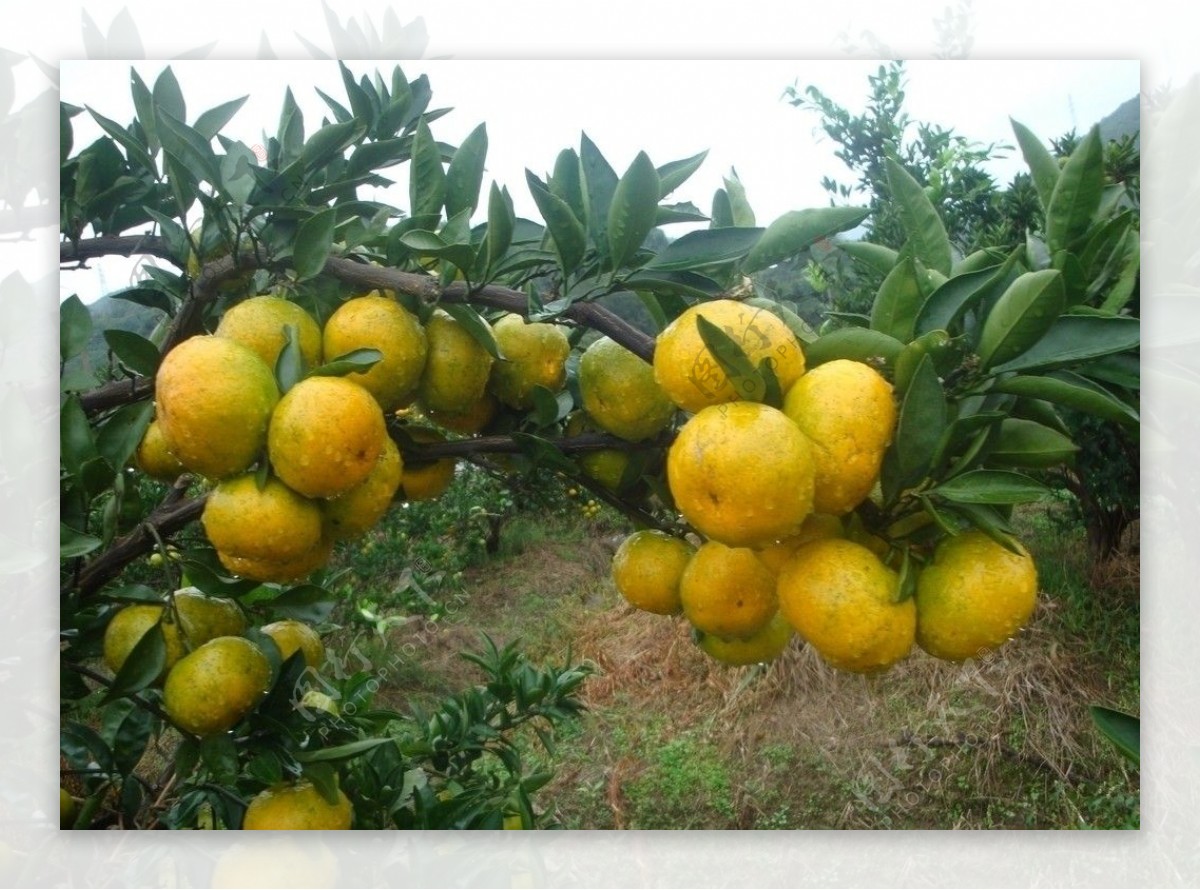 温州蜜柑柑桔水果图片