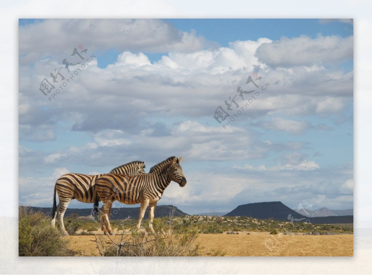 南非斑马图片