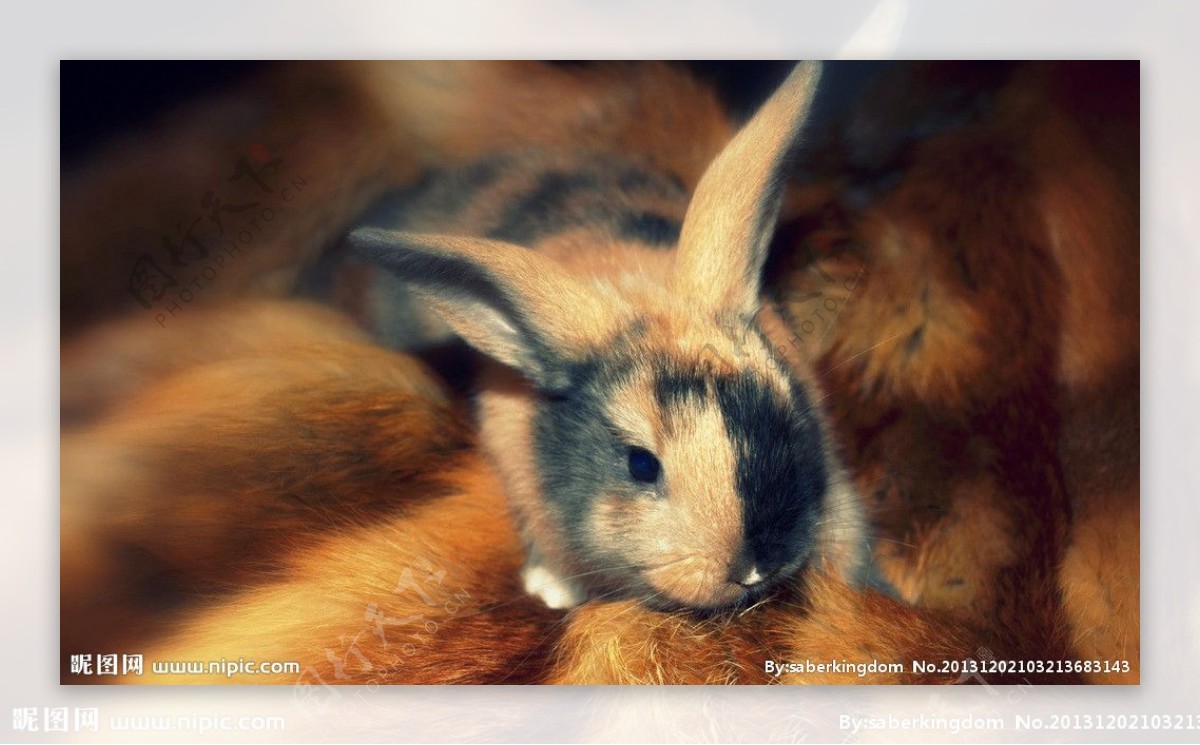 兔崽子图片
