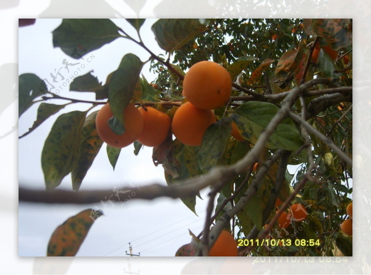 大红柿子枝枝挂图片