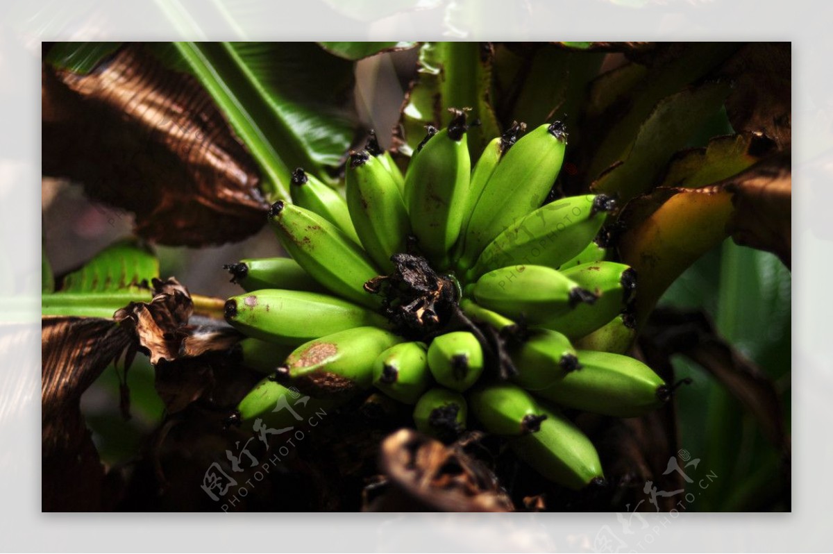 未成熟的香蕉图片