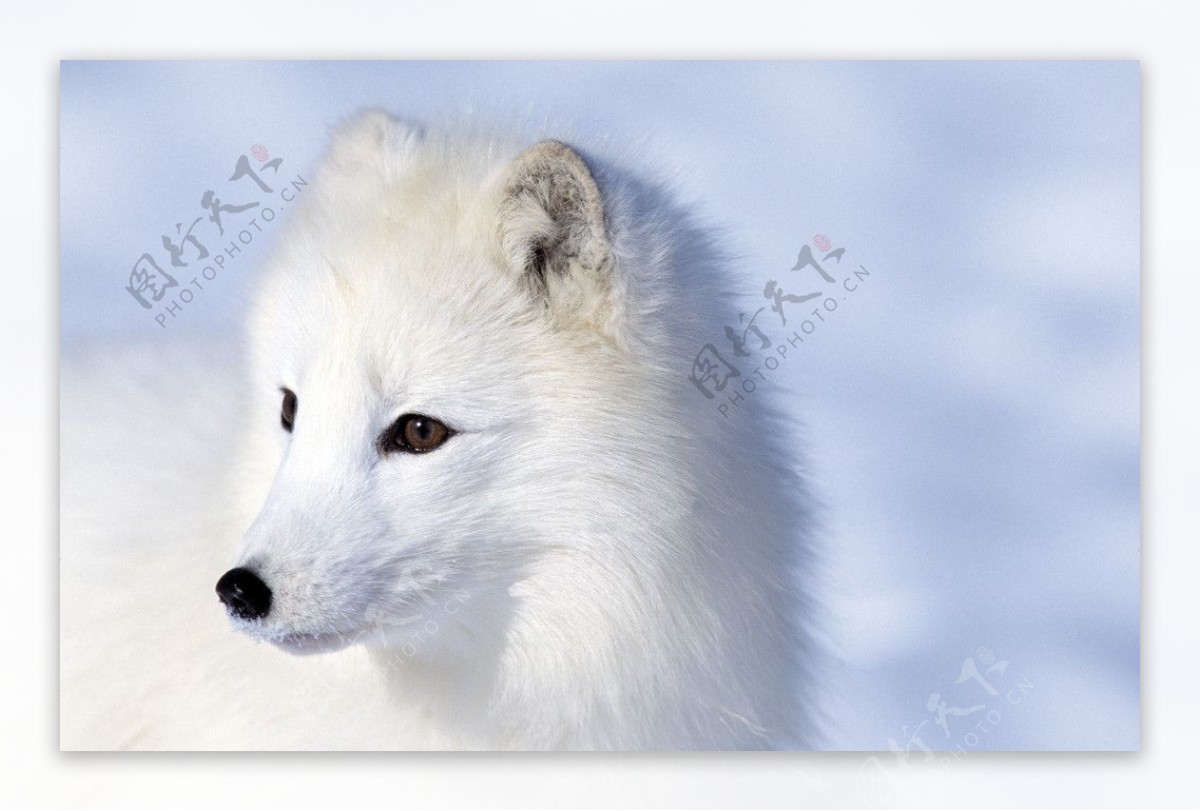 白狐狸图片