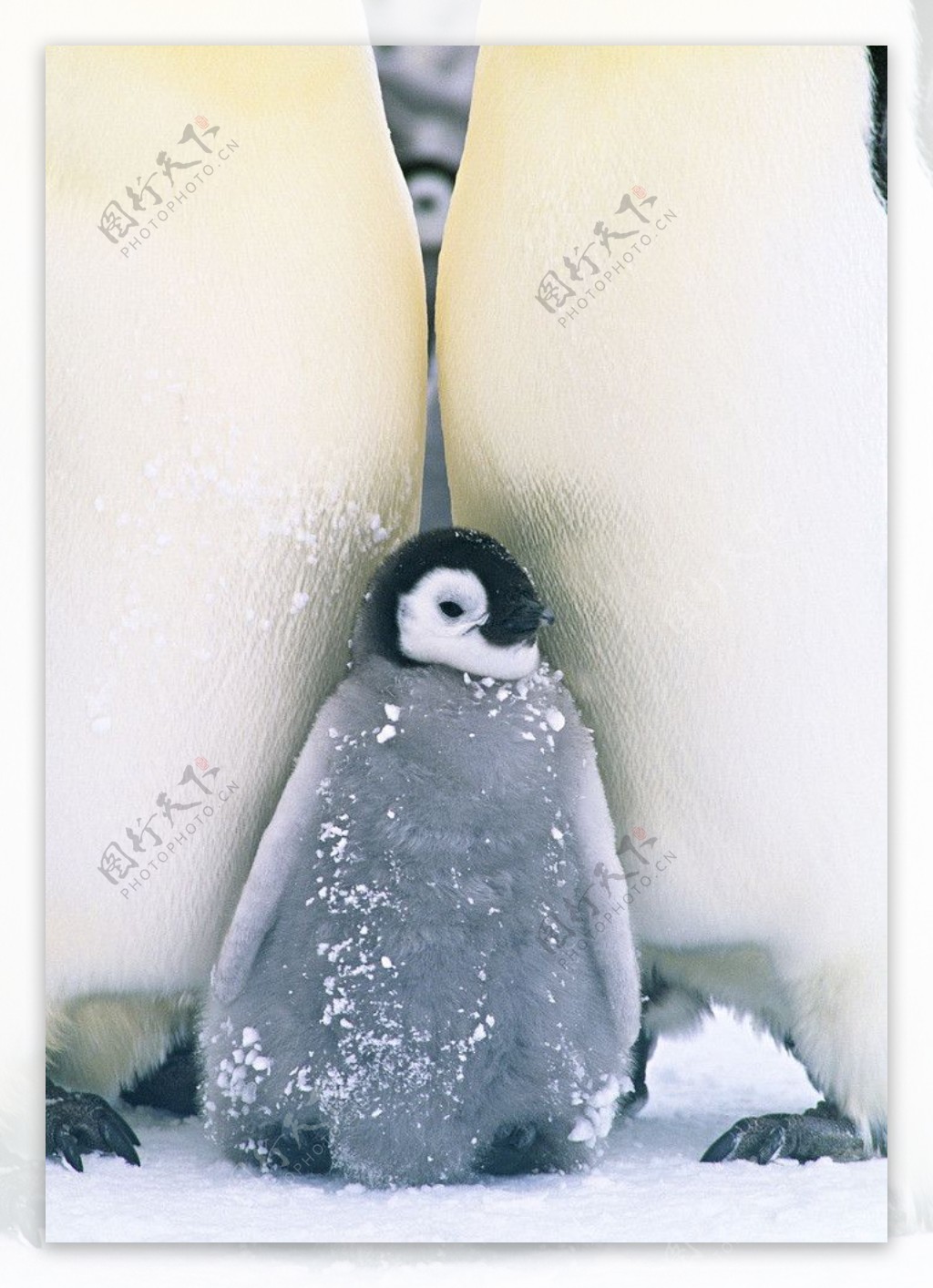 企鹅南极图片
