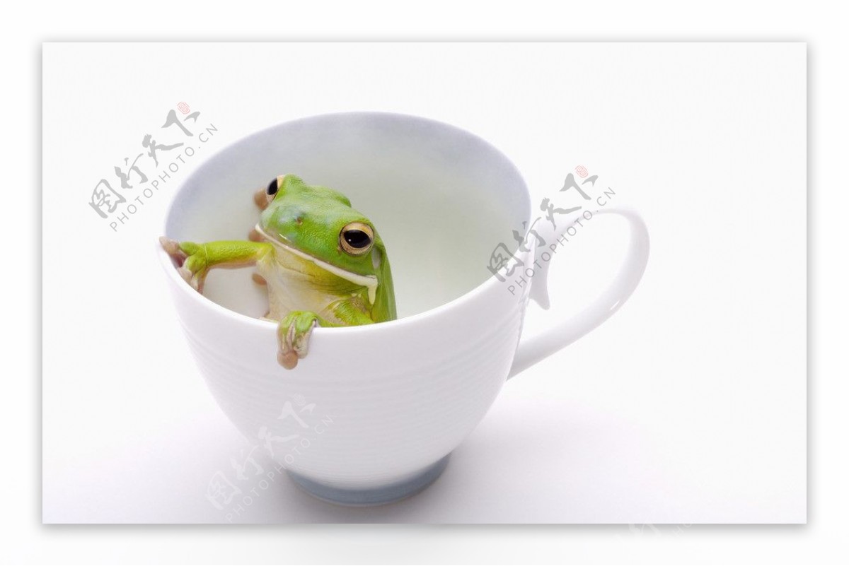 杯中青蛙图片