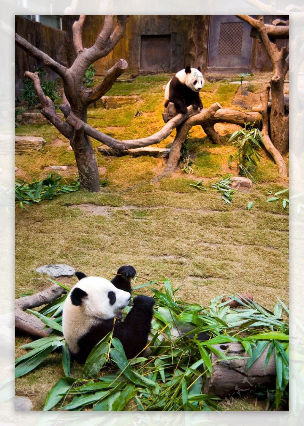 海洋公园熊猫图片