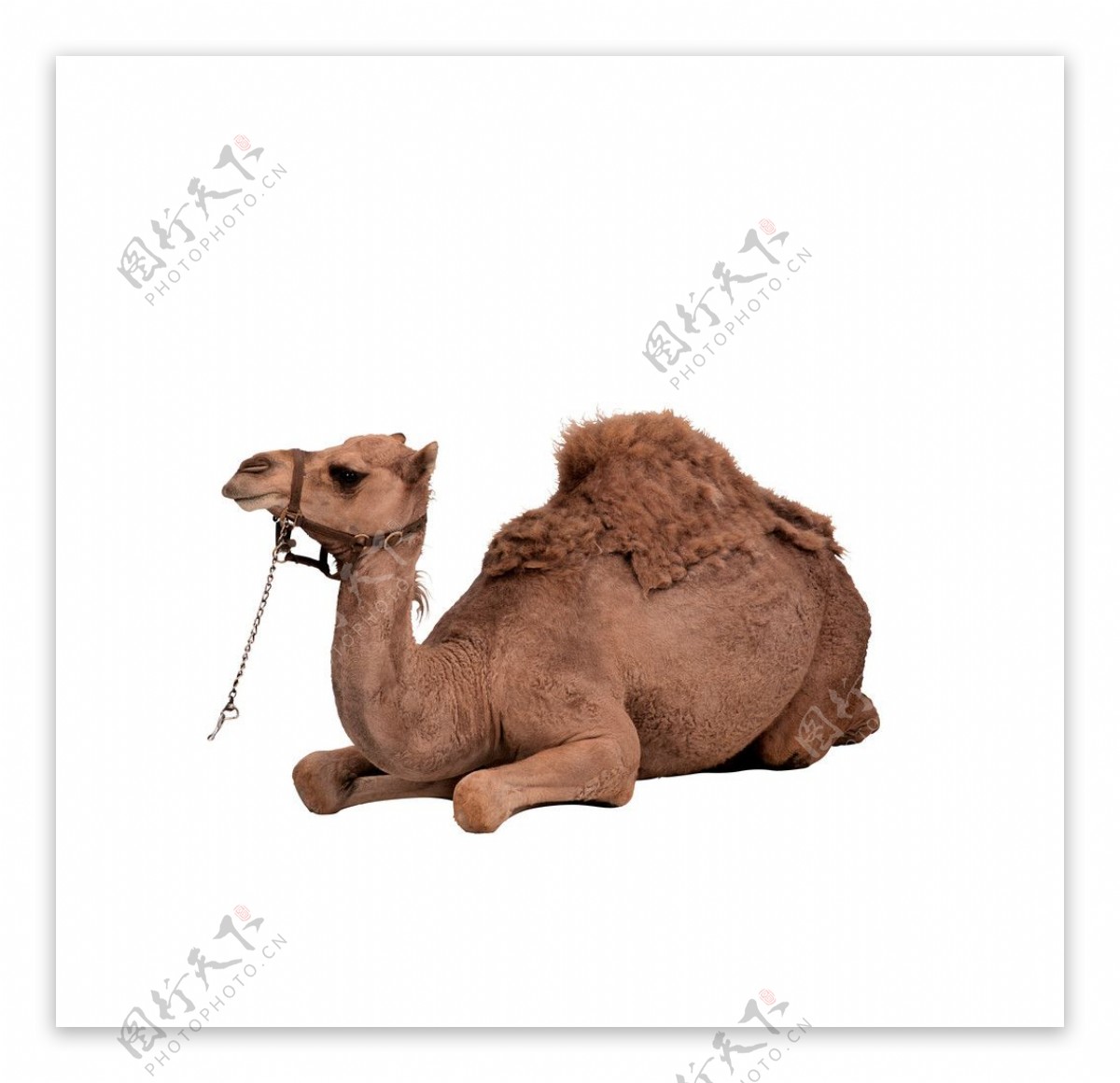 动物骆驼图片