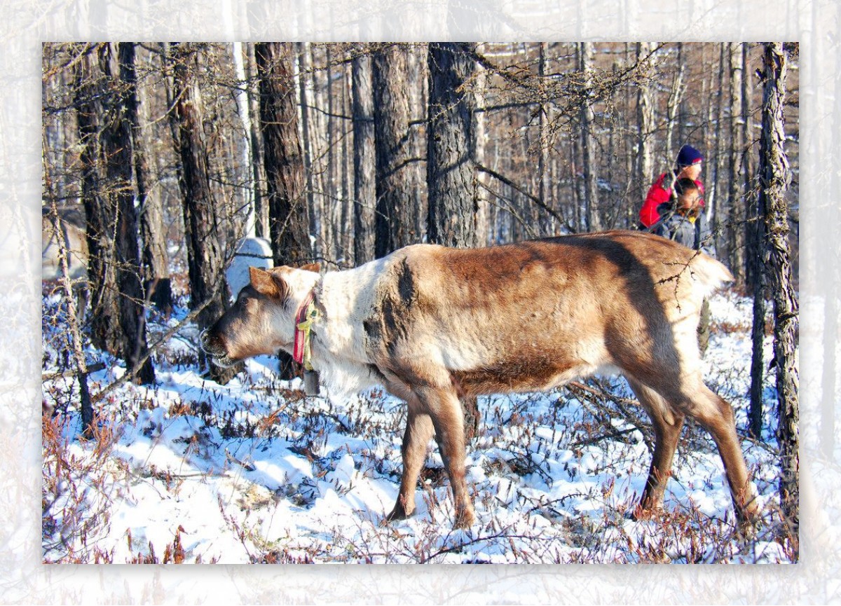 鄂温克猎民点的驯鹿图片