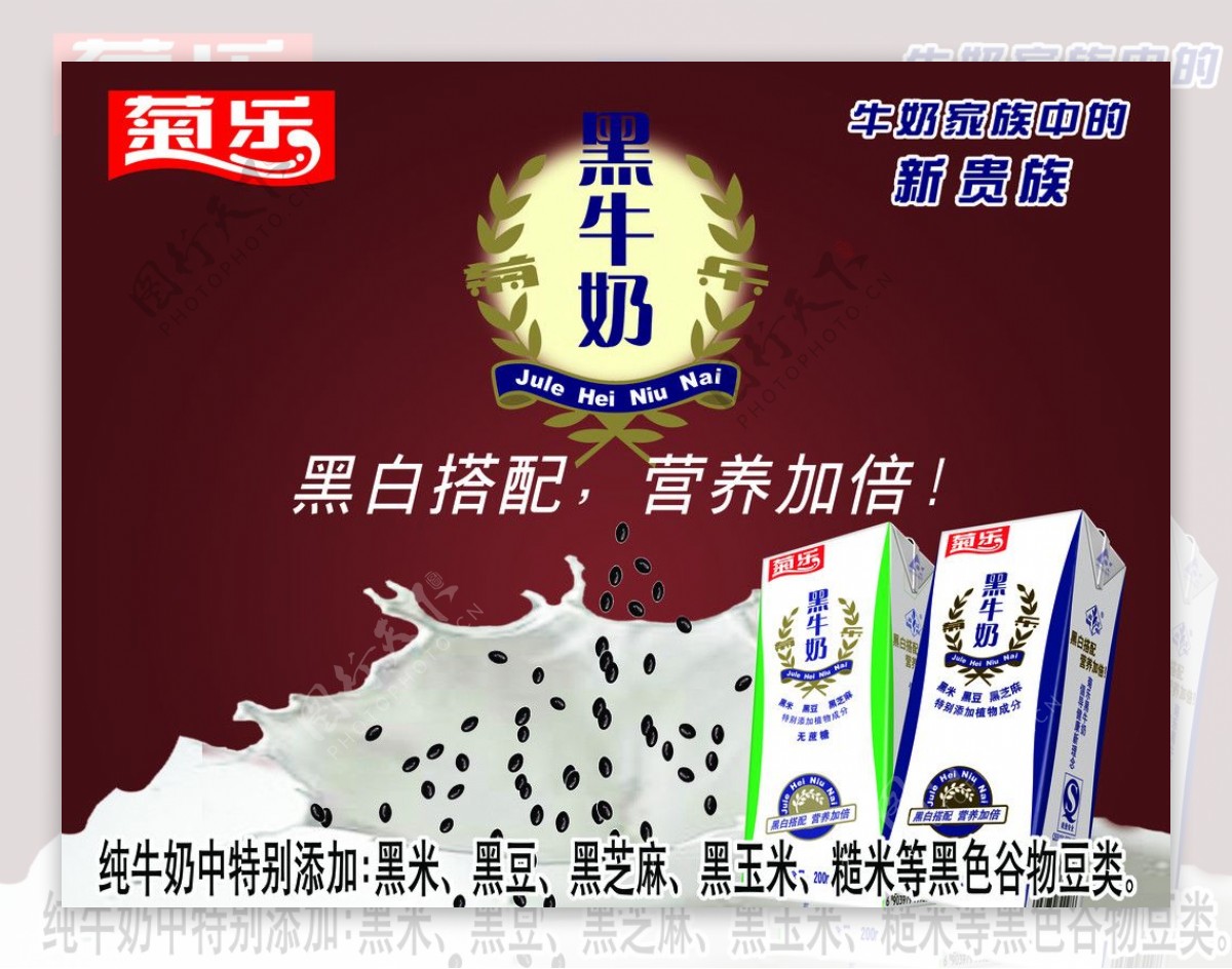 菊乐黑牛奶宣传画图片