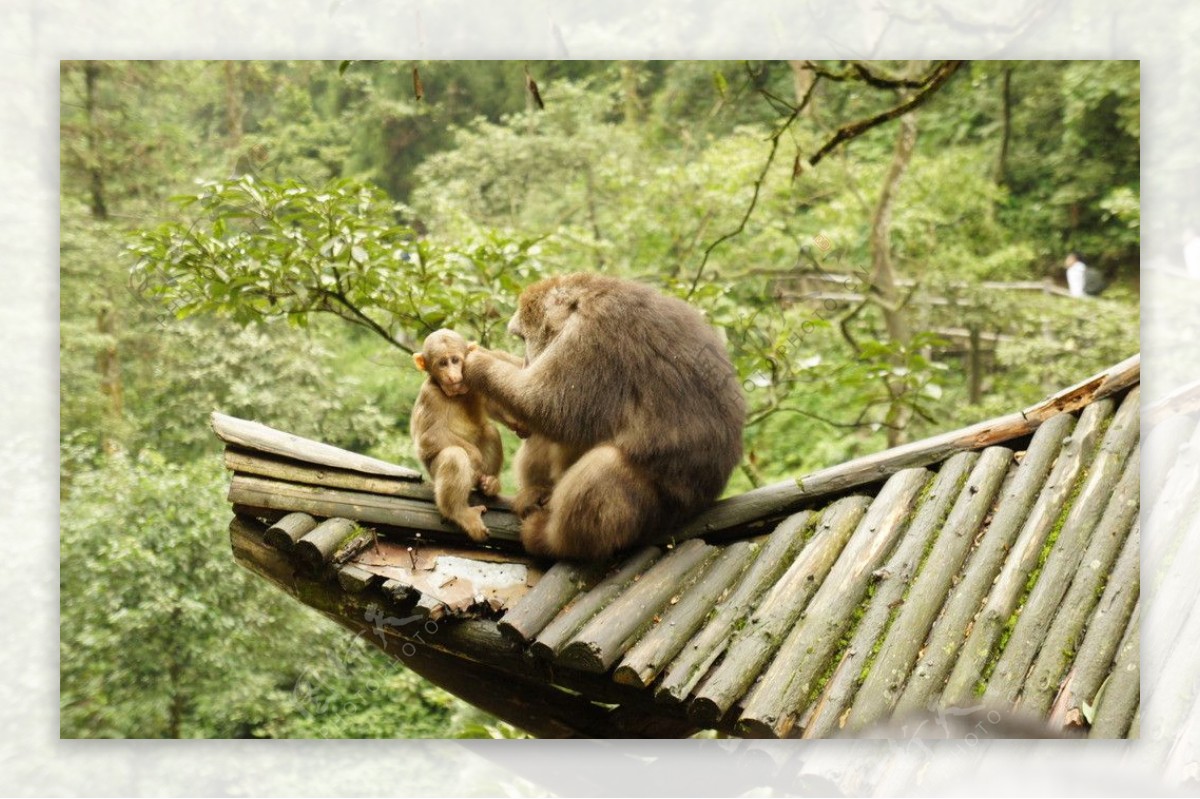 峨眉山母子猴图片