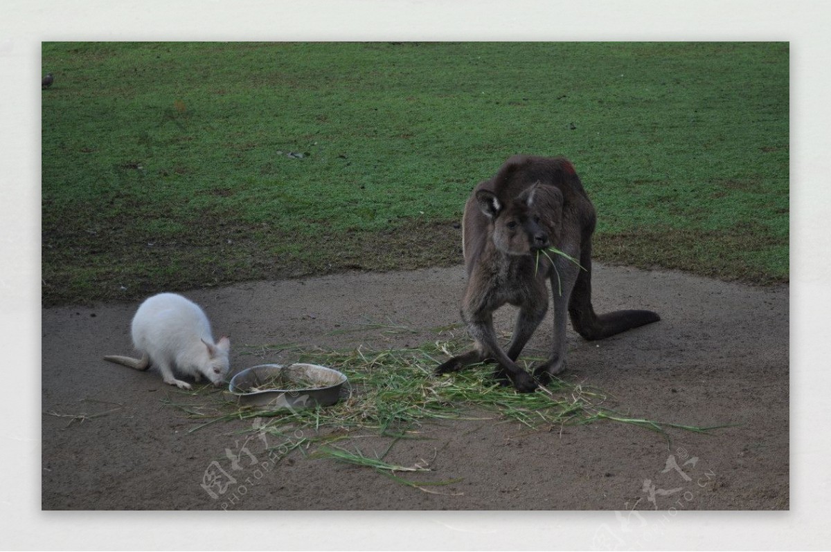 澳洲袋鼠图片