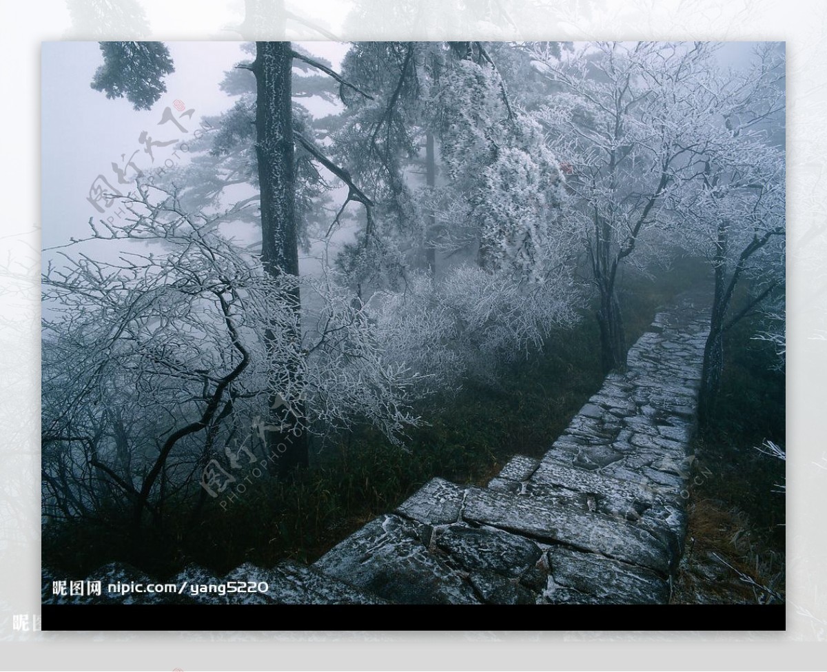 黄山松树雾霜图片