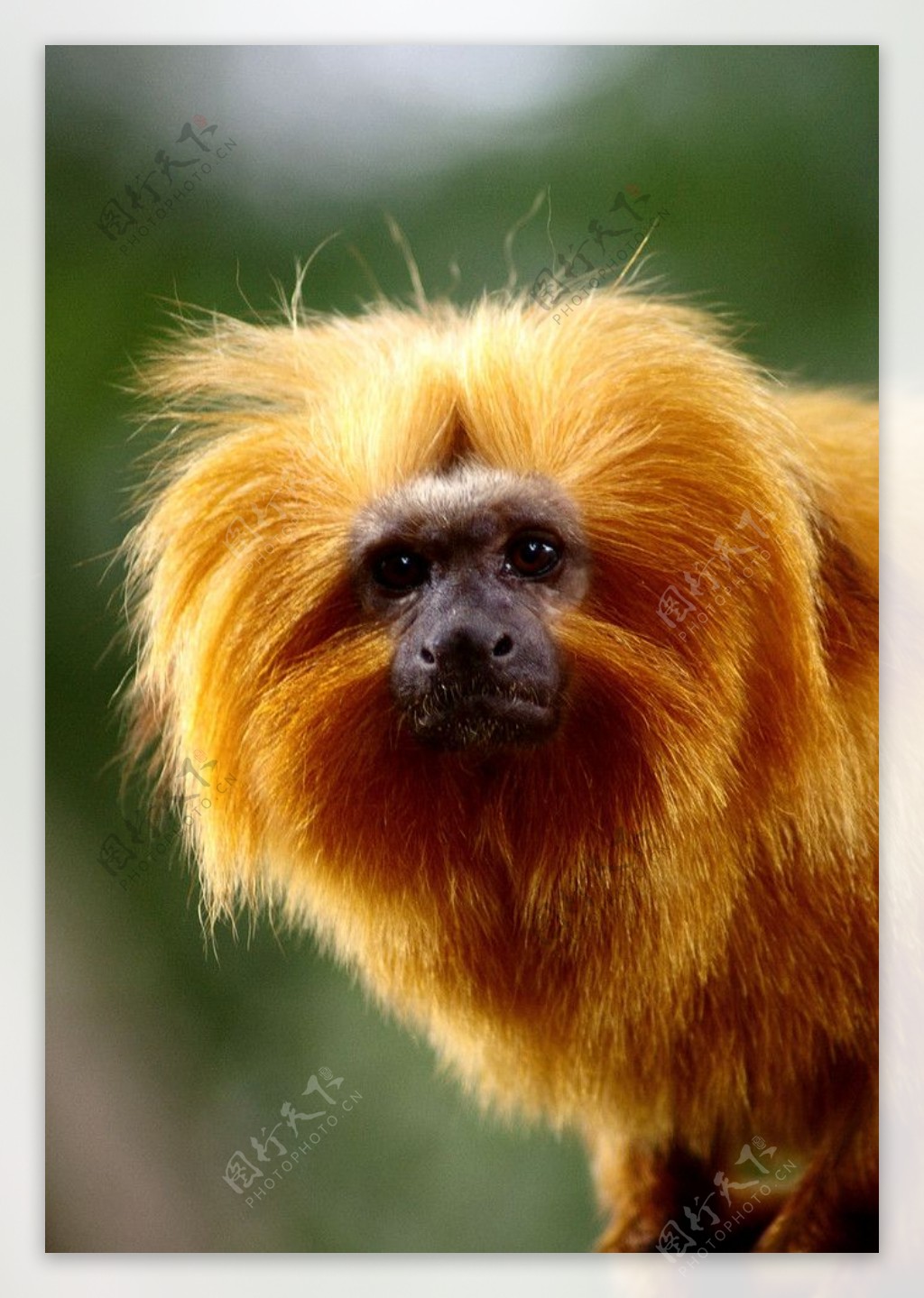 马达加斯加的金毛猴图片