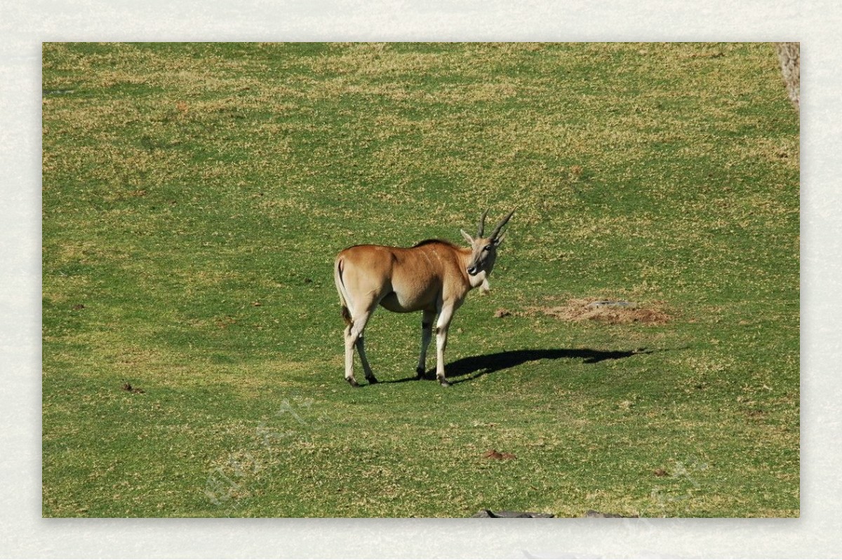 羚羊摄影图图片素材-编号26378259-图行天下