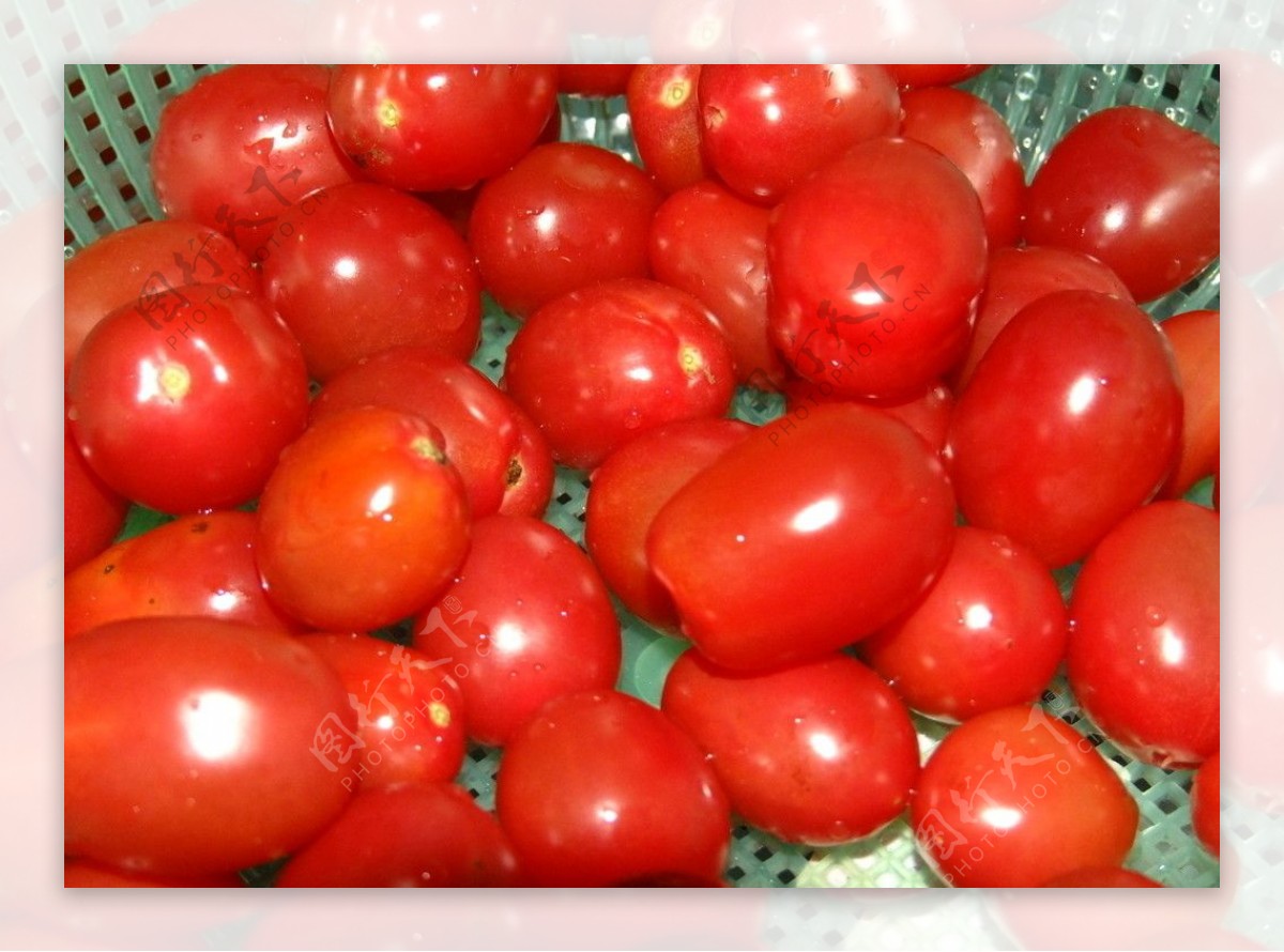 珍珠番茄图片